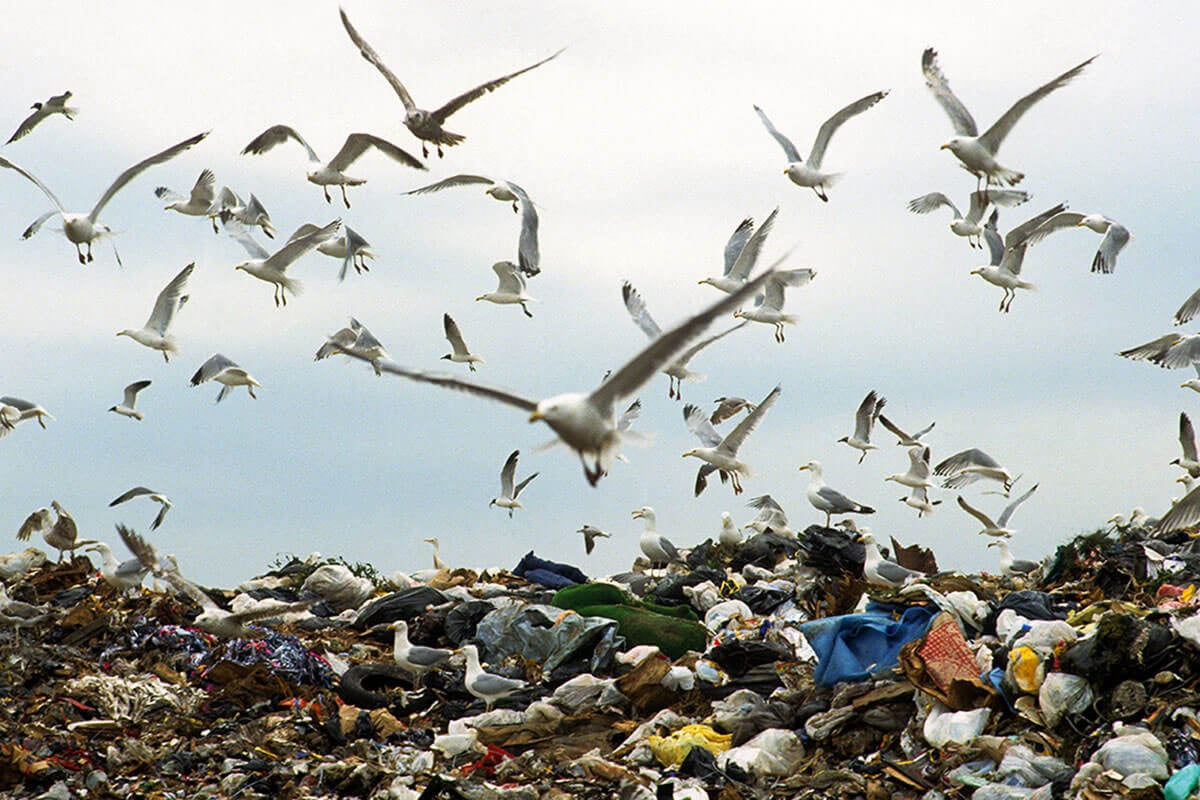 seagulls at landfill